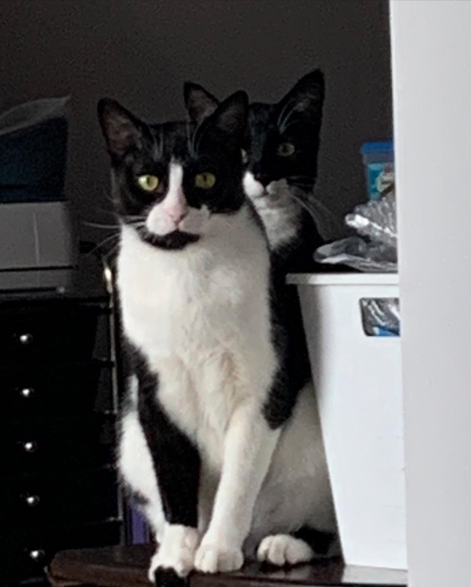 MacheteToe's tweet photo. These two little cats have brought me so much joy these last few months. They don’t let me sleep at night, but I still love them. https://t.co/yPA4KCDdIS
