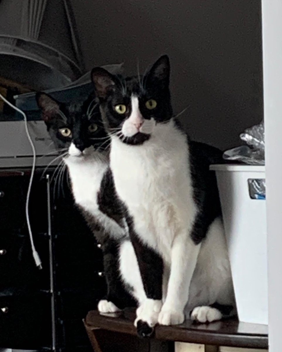 MacheteToe's tweet photo. These two little cats have brought me so much joy these last few months. They don’t let me sleep at night, but I still love them. https://t.co/yPA4KCDdIS