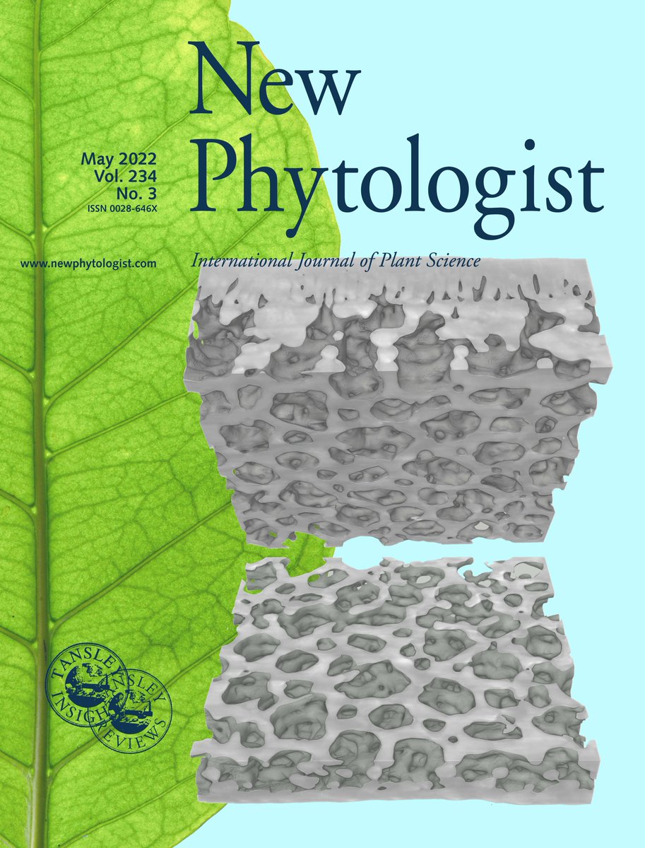 NewPhyt's tweet photo. New issue #NPCover features the structural organization of the spongy mesophyll in a coffee leaf (Coffea arabica) shown using X-ray microCT imaging. Photo: @alecaborsuk and @brodersen_lab
Read more in the article Borsuk et al. 👇https://t.co/RsW0aXgh43 https://t.co/QKCZeggi1N