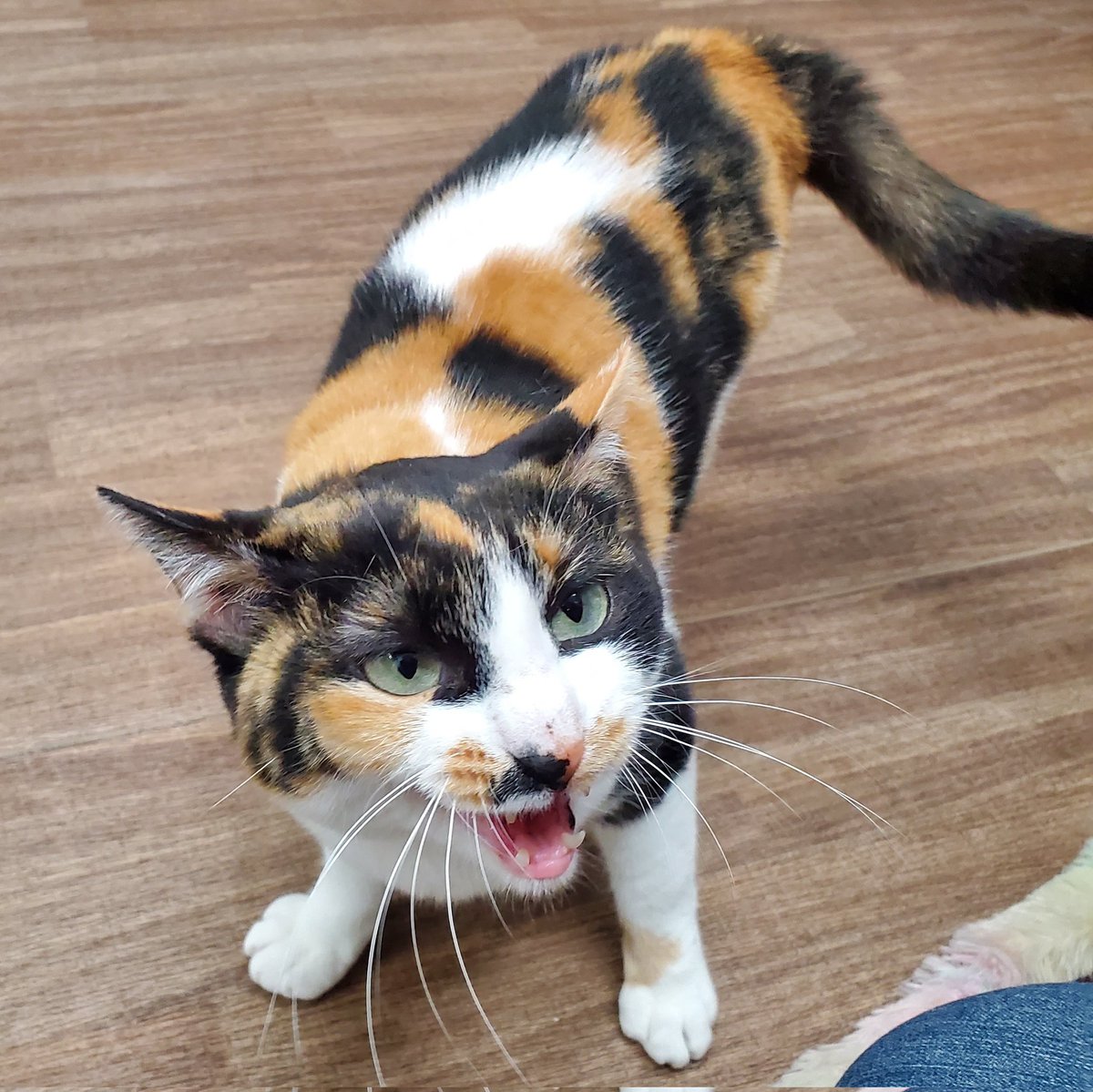 🐱にゃ～！(構って！)(撫でて！)

かまってちゃんなみけ🐾

スタッフの周りをうろうろしながらアピールです☺️💕

なでると床をふみふみしながら喜んでくれます✨

ご質問お問い合わせはご来店かお電話でお願い致します🙇‍♀️🙇‍♀️
℡042-519-3452

#保護犬カフェ立川店 #保護猫 #ラブファイブ #里親募集中