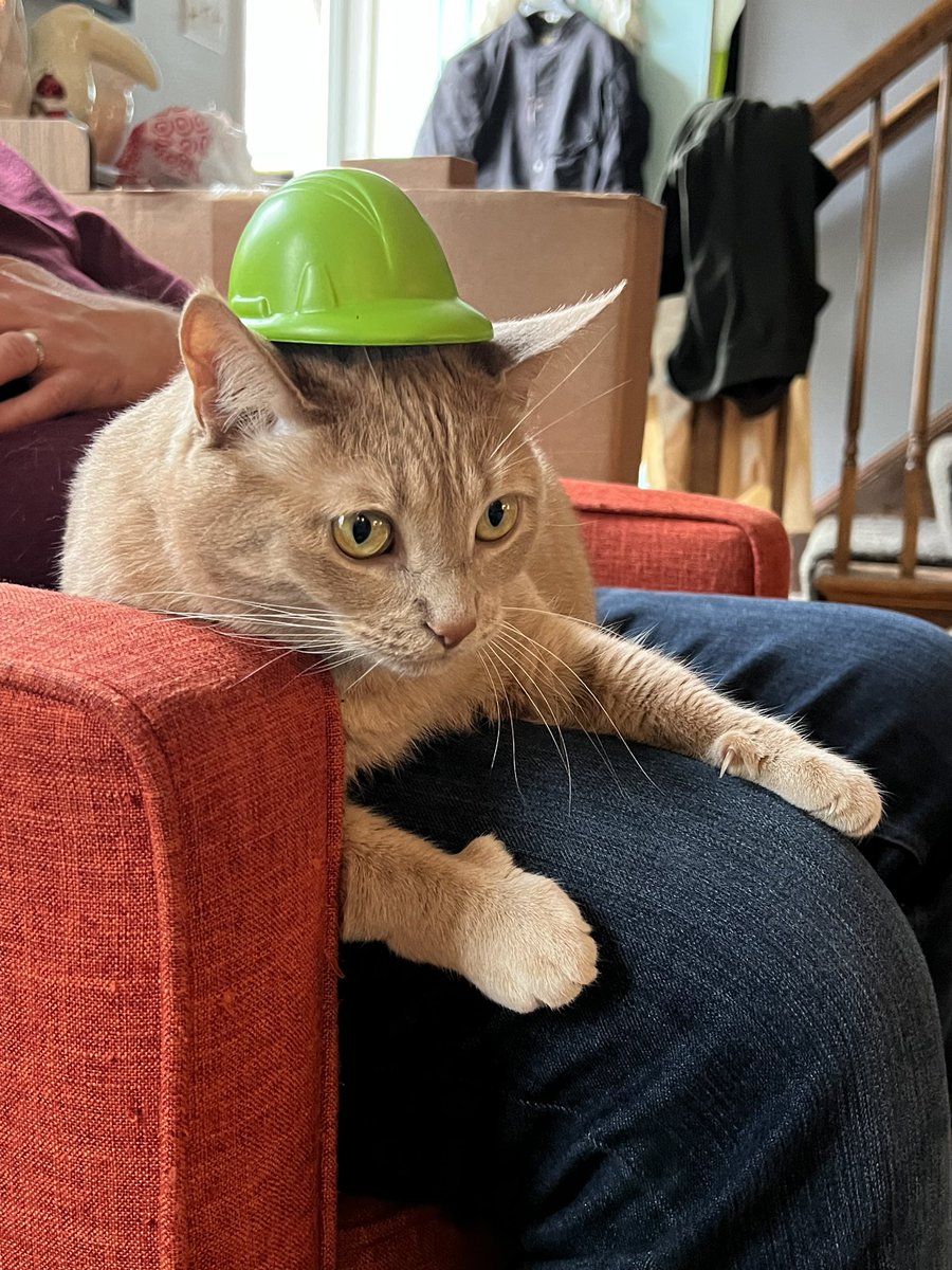 mouse feels some sort of way about this hat
#cat #CatsOfTwitter #cats