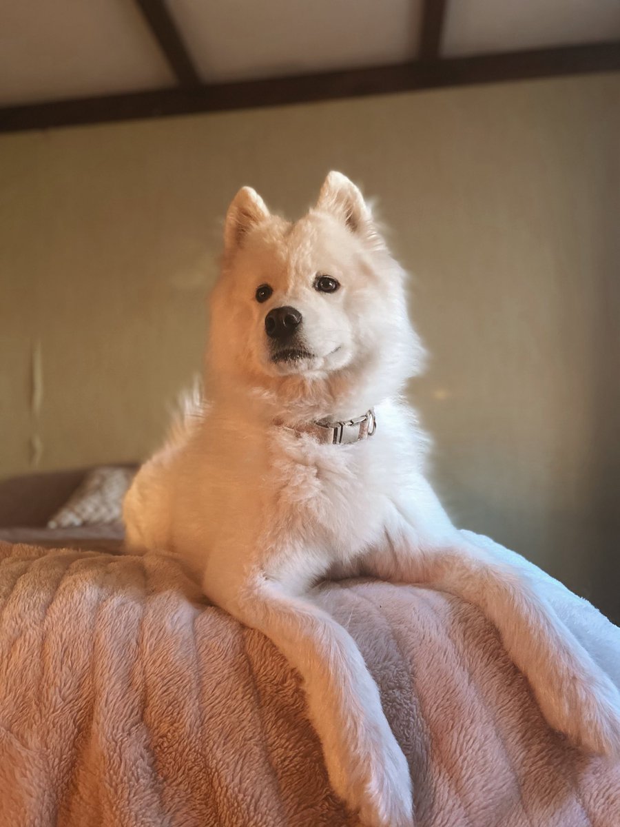 How is it already the 1st April!!! 
How has everyone’s year been so far!? 😍😍 
#dogs #puppylove #samoyed #dogsoftwitter