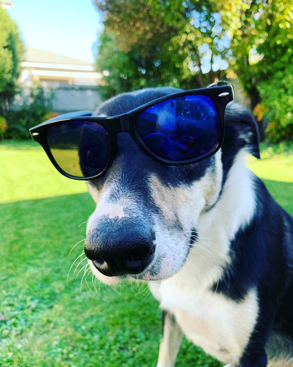 eljaguarcomedy's tweet photo. Ruff day? #dogsoftwitter @dog_rates #dogsofchristchurch #nzdogs #eljaguarcomedy https://t.co/qHbKvpSxQf