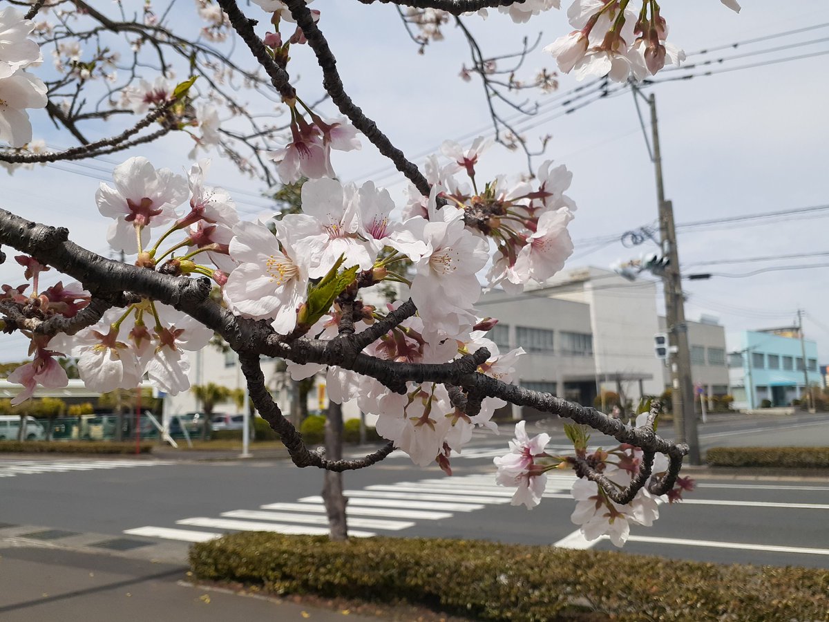tea_shimodozono's tweet photo. おはようございます☀️

会社の近くの綺麗な #桜 🌸

鹿児島は最近 #雨 でだったので、散ってしまわないか心配でしたが、愛でることができました(◦ˉ ˘ ˉ◦)

週末は雨ではなさそうなので、 #花見 日和かもしれませんね😌

#お茶の下堂園 #鹿児島 https://t.co/esEusSQ5HK