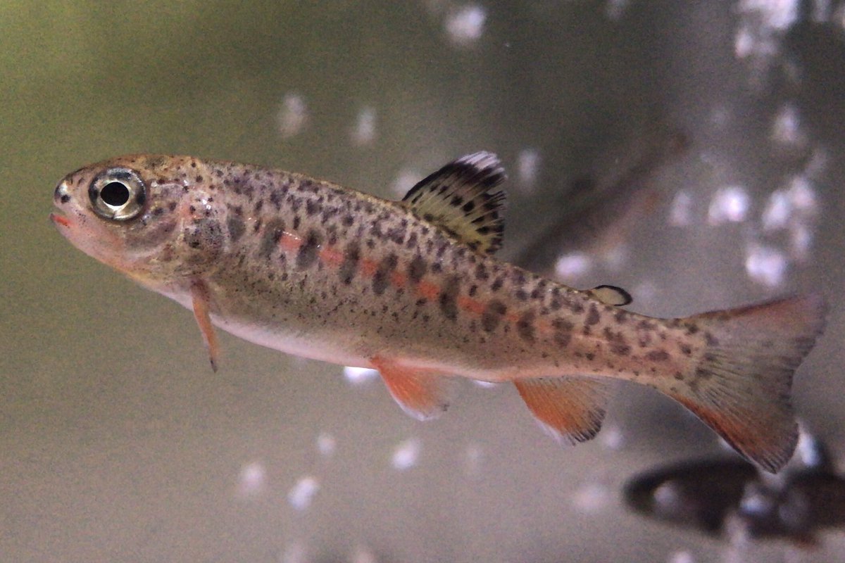 Our trout are beginning to take on the typical characteristic Rainbow Trout colors.  Rainbow Trout have a pinkish stripe that runs along the side of their bodies, a silvery underside that fades into a pearl white on the mid-belly, and small black spots all over their bodies.