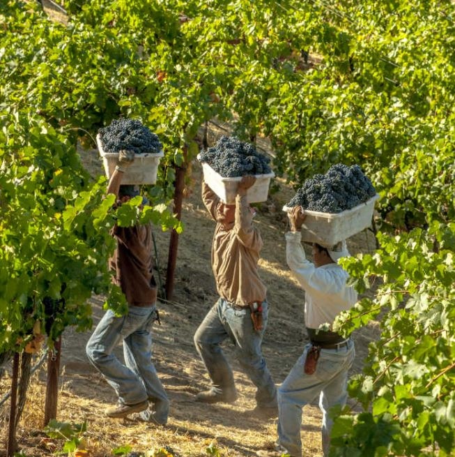 PriestRanchWine's tweet image. Our wines are crafted through a combination of true grit and ingenuity. We listen to what vine, soil, and climate tell us. This is essential to growing and appreciating wine of uncommon quality.

#uncommonadventure #priestranch #priestranchwinery #napavalleywinery