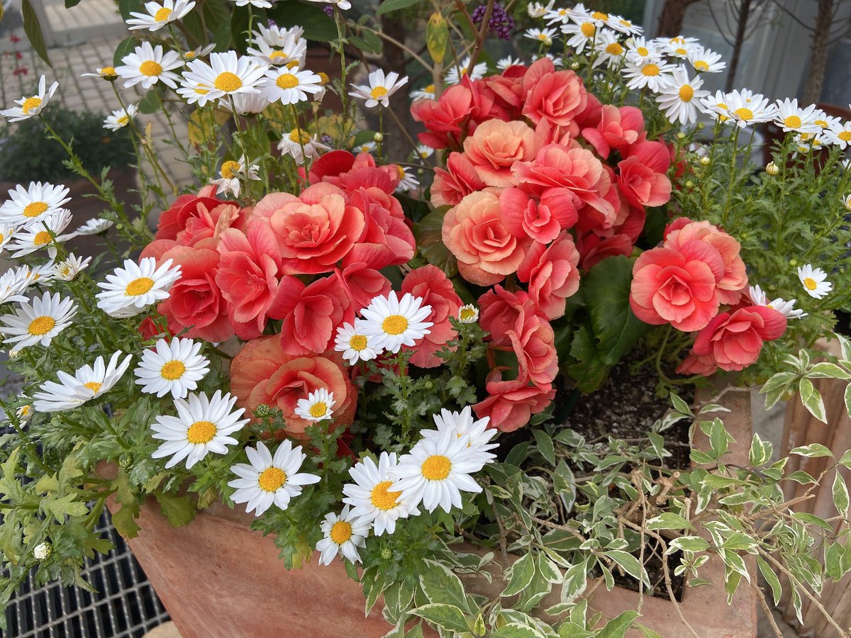staffann_'s tweet photo. 大好きなお花��💐💐見に🧡
#秋田市　#ブルーメッセ秋田

#チャットレディ #高収入 #秋田市 #秋田県 #副業 #相互フォロー #アルバイト #求人　#アドバイザ https://t.co/FFmiLqYay2
