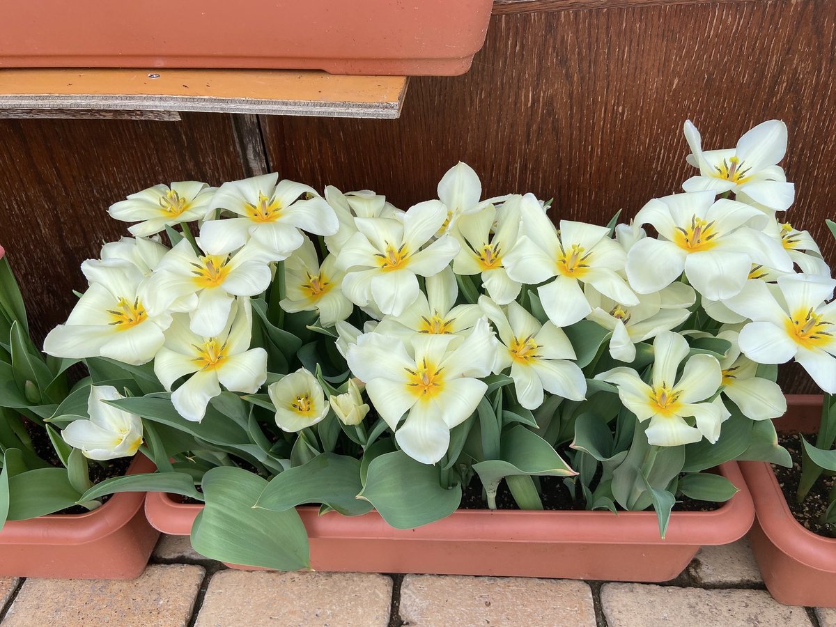 staffann_'s tweet photo. 大好きなお花��💐💐見に🧡
#秋田市　#ブルーメッセ秋田

#チャットレディ #高収入 #秋田市 #秋田県 #副業 #相互フォロー #アルバイト #求人　#アドバイザ https://t.co/FFmiLqYay2