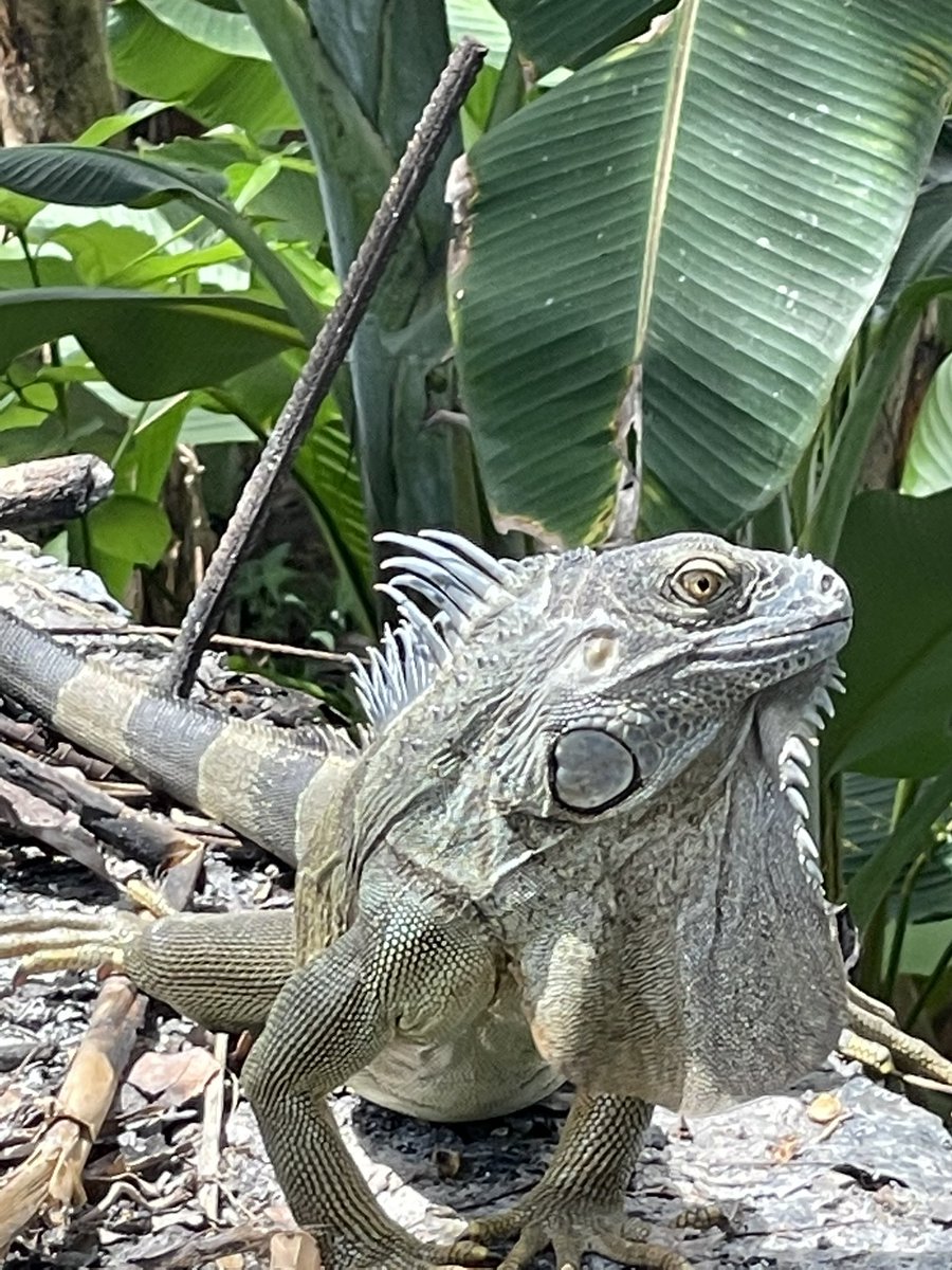 Vino al patio buscar a la joven de la casa que en vida lo daría todo por ellas. Mis amores les decía. Le dije, su amor y el mío, se fue por siempre. 💔