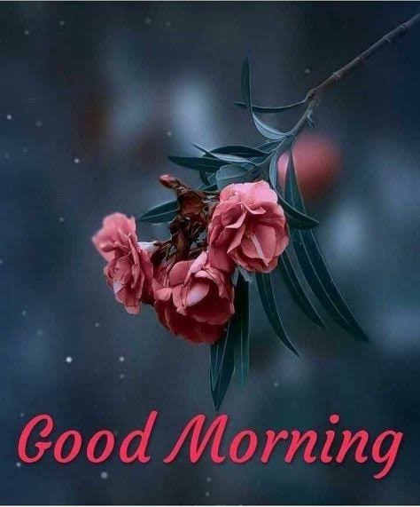 officialvidplex's tweet photo. Good morning guys 😊
#GoodMorningEveryone #goodmorning https://t.co/BgEcJYeMv6