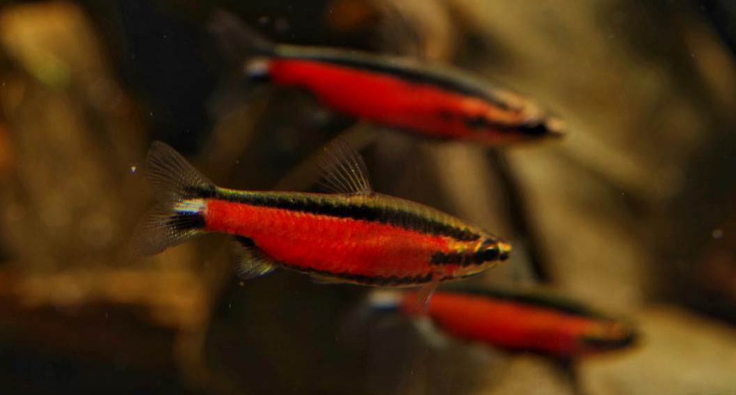 AmazonasMag's tweet photo. #AquaJourneyHK just shared several amazing photos of the insanely beautiful new #Nannostomus sp. 'Super Red Cepena' from #Peru. Check them out at https://t.co/gFdgzb4HqS
#Pencilfish #lebiasinidae #newfish #fish #freshwaterfish #tropicalfish #aquarium #aquariums #aquariumtrade https://t.co/etCGkWgvR2