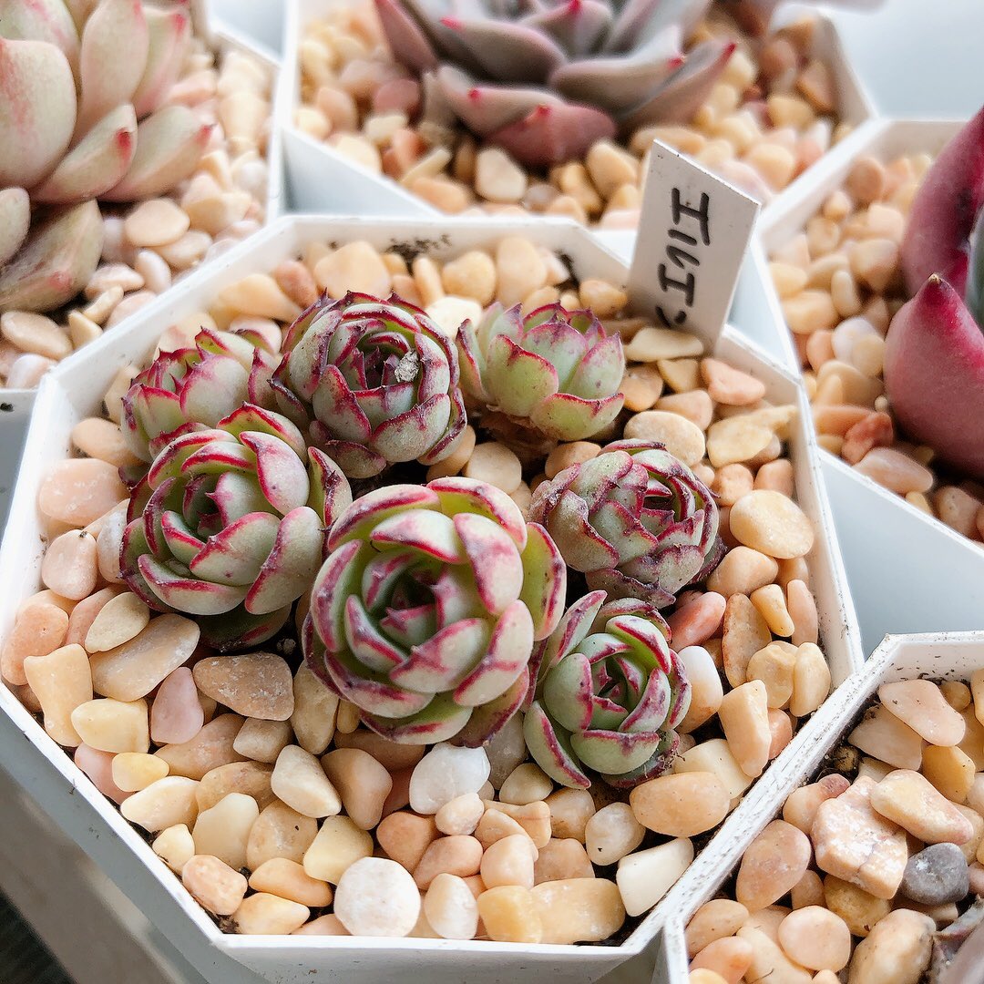 c15succulent's tweet photo. #松野工業株式会社
#砂利
#百均
#FLETS
#フレッツ
廃盤の砂利…復活して欲しい。
どこで買えるのーーー。。
可愛い色なのに。 https://t.co/OzvQbCxwwR