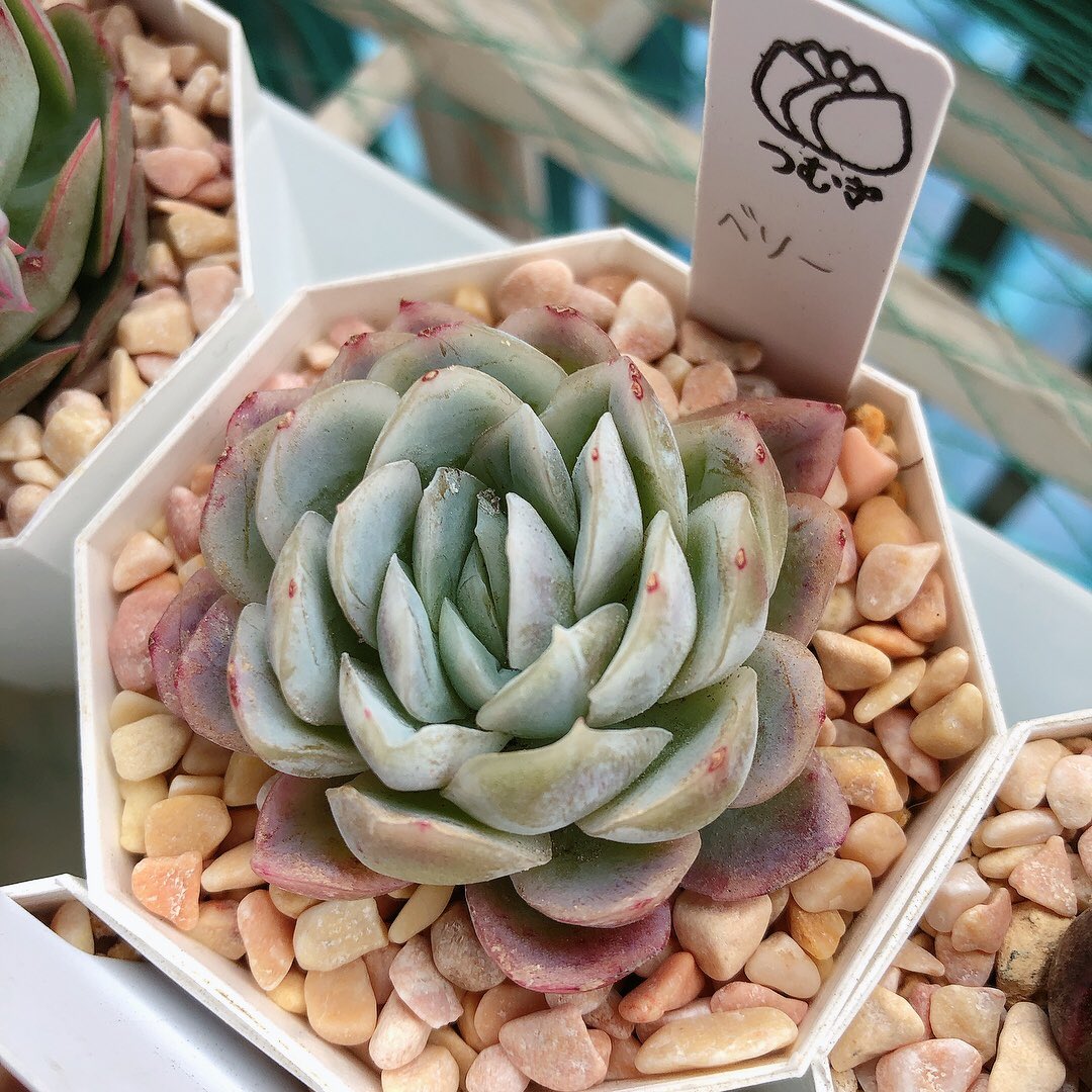 c15succulent's tweet photo. #松野工業株式会社
#砂利
#百均
#FLETS
#フレッツ
廃盤の砂利…復活して欲しい。
どこで買えるのーーー。。
可愛い色なのに。 https://t.co/OzvQbCxwwR