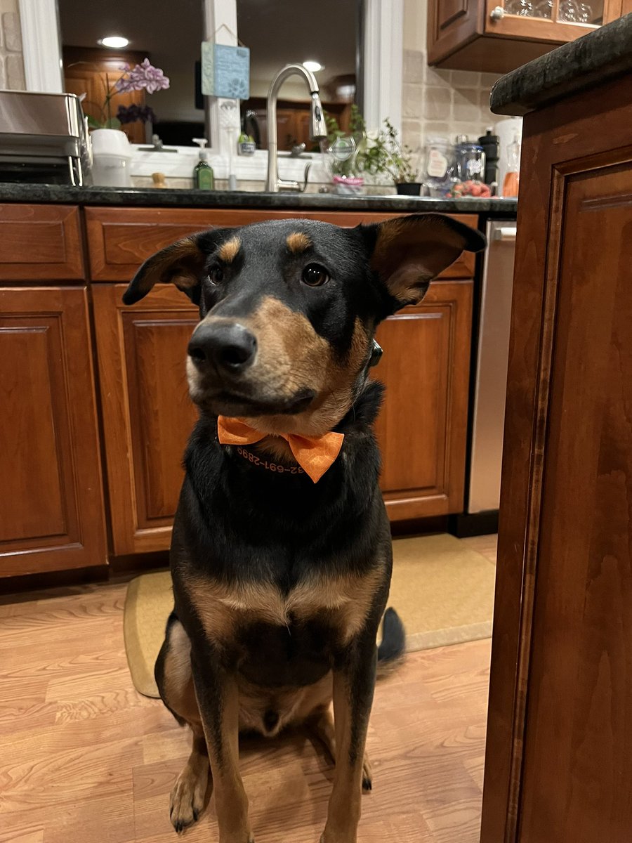 nd99bu03's tweet photo. My mom went to #ArubaAtmosphere  and I got this awesome bow tie! https://t.co/XKYc4lhfgJ