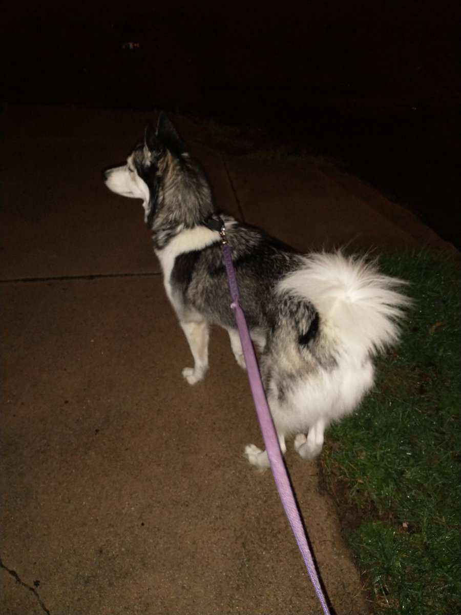 MidgetTamer's tweet photo. Night time walk
#justpoopalready https://t.co/luWgjysFpQ