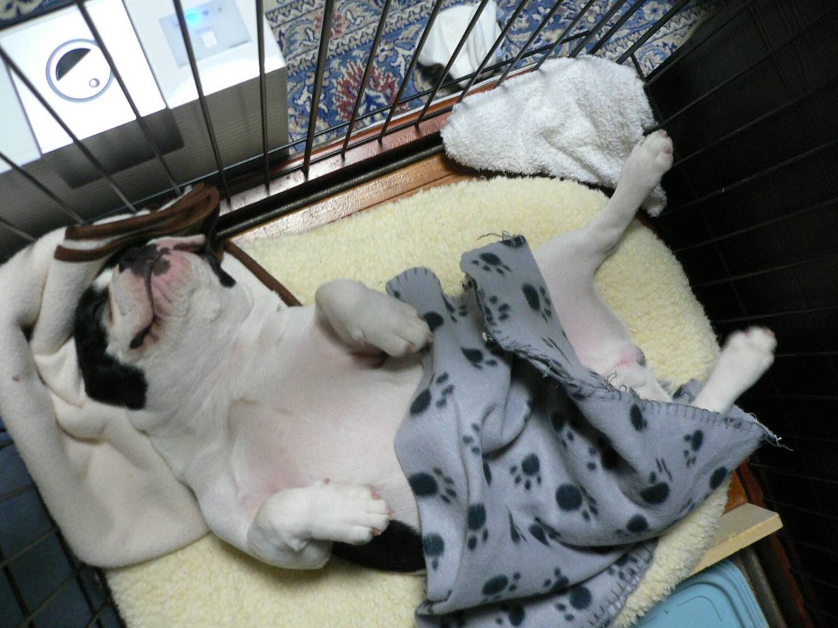 buntathe's tweet photo. 寝相の悪い男　🤣🤣🤣　#ねぞうわるい #いぬ #ふれぶる #わんこ #ぶんた #dog #frenchbulldog https://t.co/3Cfxz7ukSe