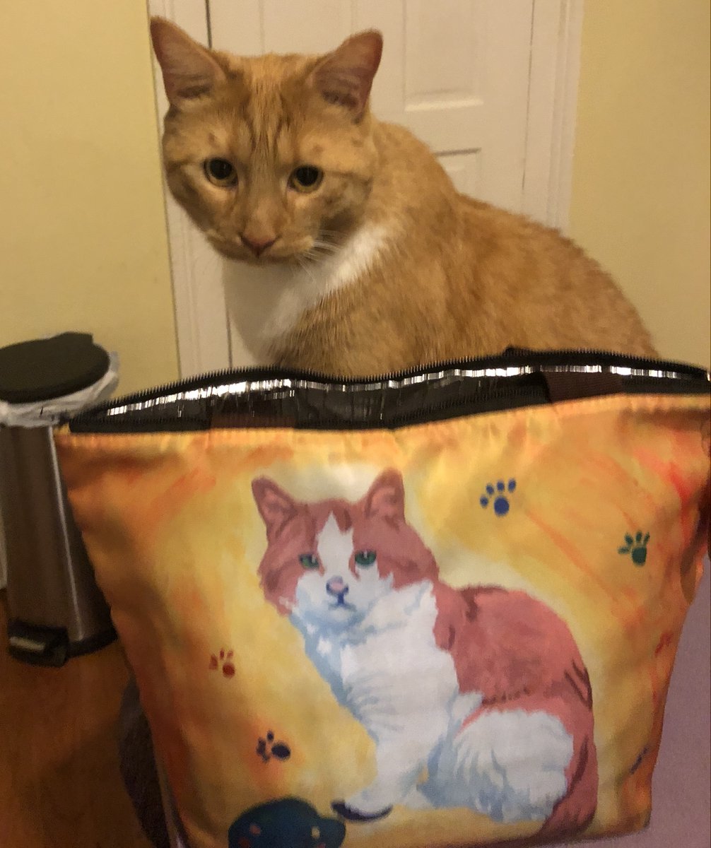 My wife took a picture of our cat who found his lunchbox doppelganger. #cats #CatsOfTwitter #cat