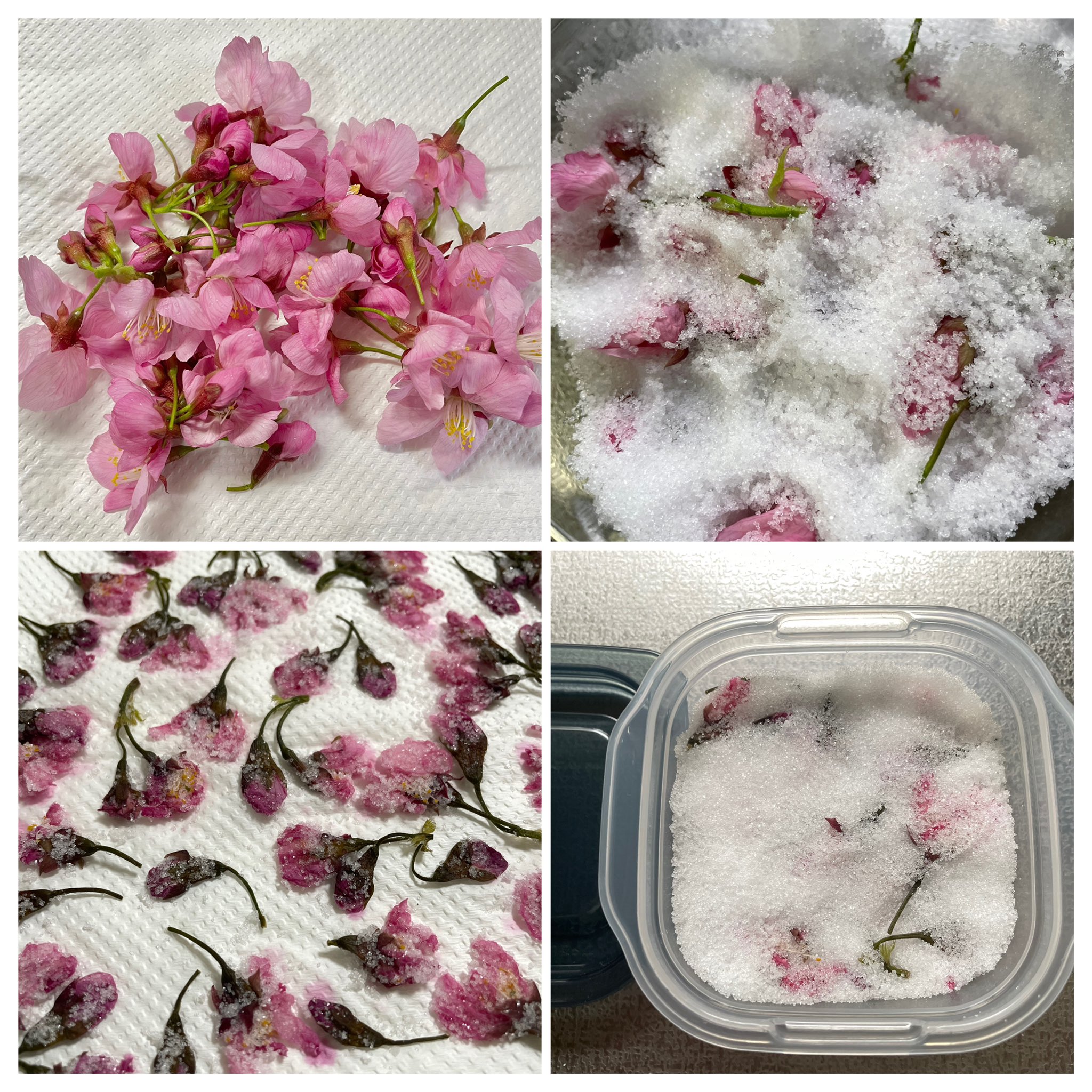Inori サクラの塩漬けを作りました 桜の塩漬けは八重桜でしか作れないと思っていましたが 崖の陽光桜の花が大きく濃いピンクで少し可愛くなく思っていて ふと塩漬けにならないか調べてみたら作れると 日曜日から作りはじめて今日完成しました 桜湯に