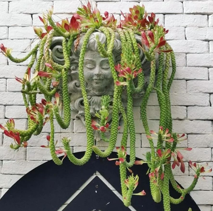 HobbyistPlant's tweet photo. Would you want this plant hanging on your wall?

Credit: IG @ hukna_cactus
Euphorbia #houseplants https://t.co/VWaTkcDzN6