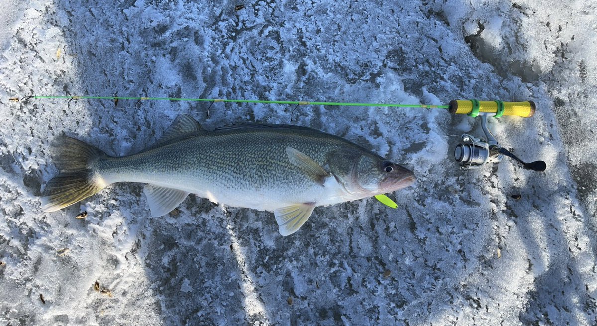 RocknRollAgrnmy's tweet photo. @okkefromuskogee custom rod did the trick tonight #walleye #devilslakeND https://t.co/n6i1Ke9rgV