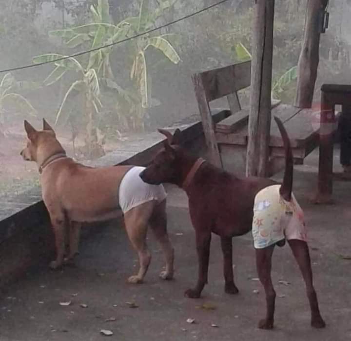 bindu_dog's tweet photo. A civilized dog is looking so funny. How are they gonna po*p? https://t.co/hUeFBSW92u