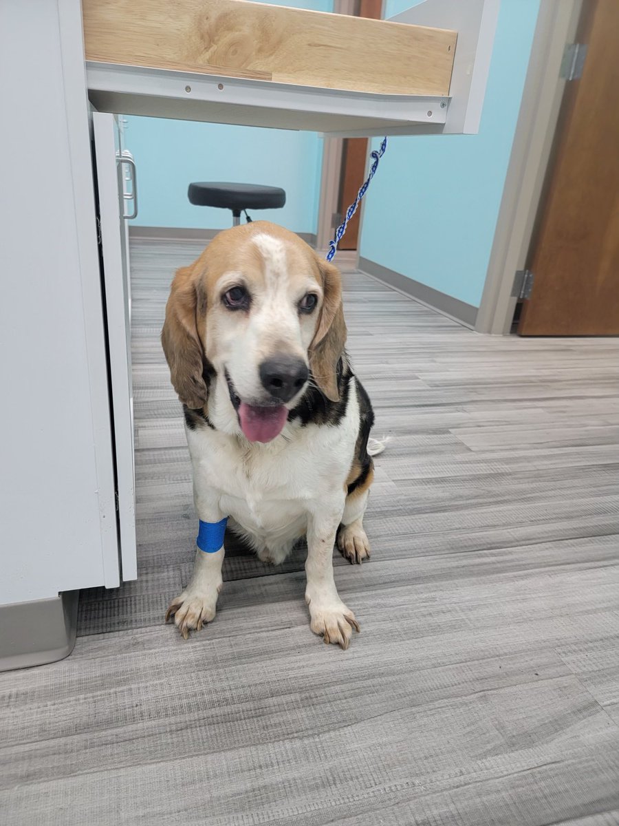 shooterakakiley's tweet photo. Hello all. I had surgery today and am making a speedy recovery. Nobody thought to tell my best friend, Kiley, it was occurring. But, thank goodness I’m okay!!! https://t.co/Rubv3H1x2E