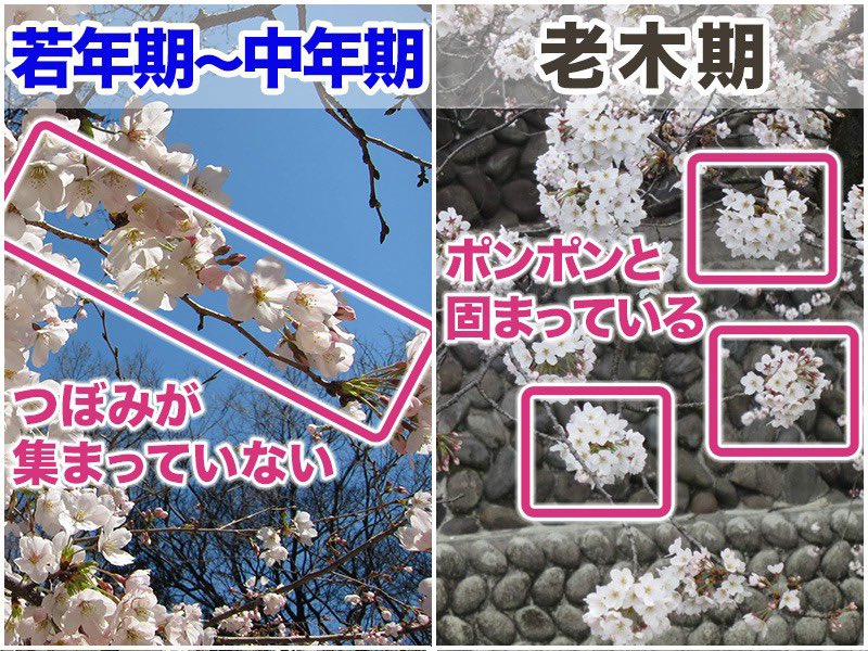 isegorikun's tweet photo. 桜が満開の季節ですね🌸
これ自分知りませんでした😎
桜を見た際にこういうことも知ってるとより楽しいですね🤭🎵
#桜
#花見
#花粉症
#少しタメになる話 https://t.co/7ZCZrQ77i4
