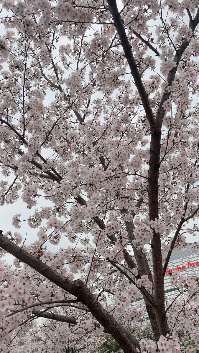 isegorikun's tweet photo. 桜が満開の季節ですね🌸
これ自分知りませんでした😎
桜を見た際にこういうことも知ってるとより楽しいですね🤭🎵
#桜
#花見
#花粉症
#少しタメになる話 https://t.co/7ZCZrQ77i4