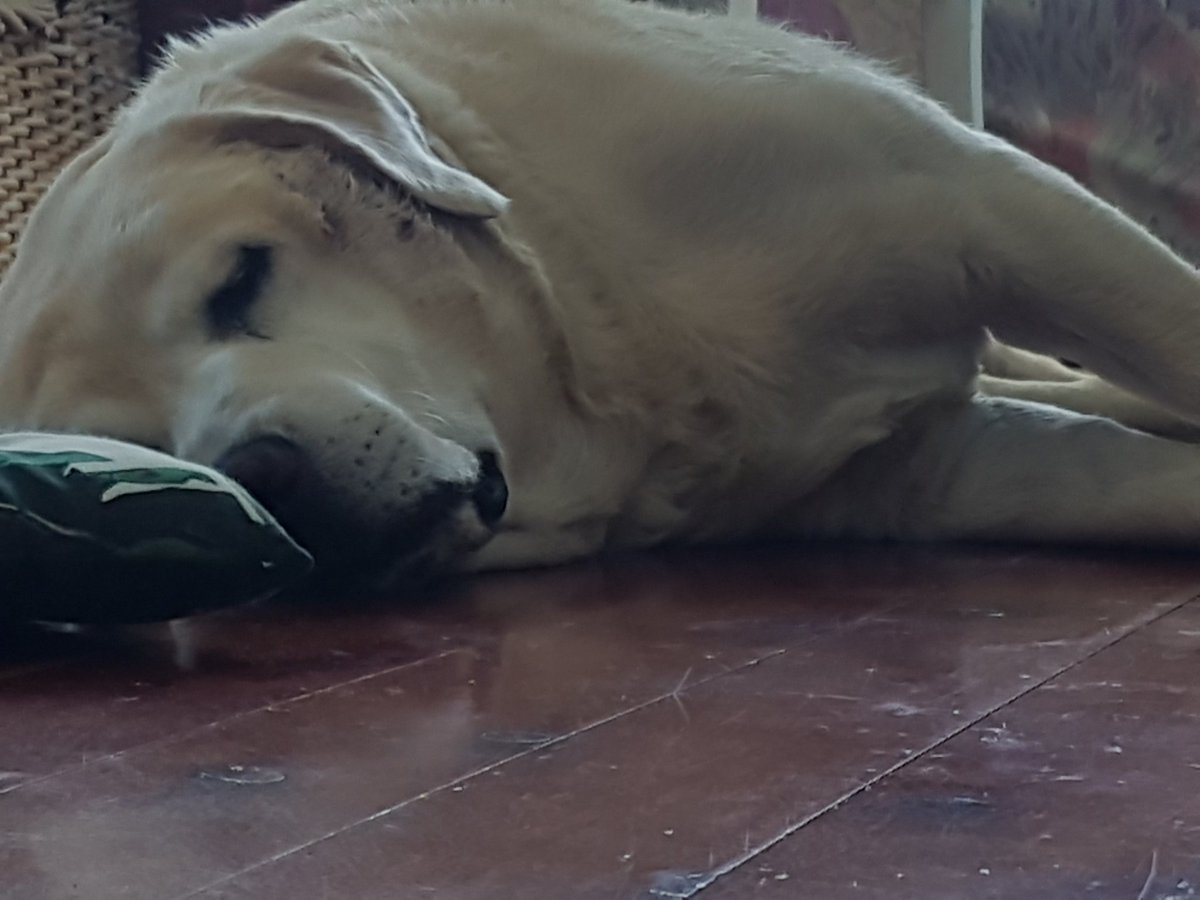 Today I turned 6!!!!! Dad made Turkey meatballs for breakfast for me and brother Marty. Mum took me down for a sunrise beach walk and now I'm going to snooze with Marty on the floor. Exciting stuff huh? Big spesh din dins tonight too. Luv Oliver.