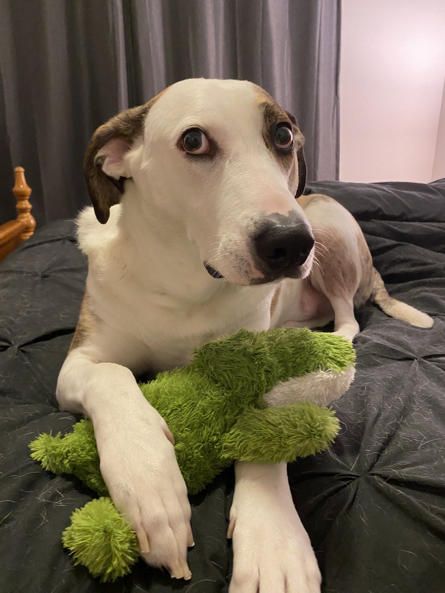 DailyMeatball's tweet photo. Mom got me a new toy today. I am also currently shedding a ton and can’t get brushed on the patio since there’s a scary wasp nest and my mom is too scared to kill them 🙄 https://t.co/7FSTJgOU85