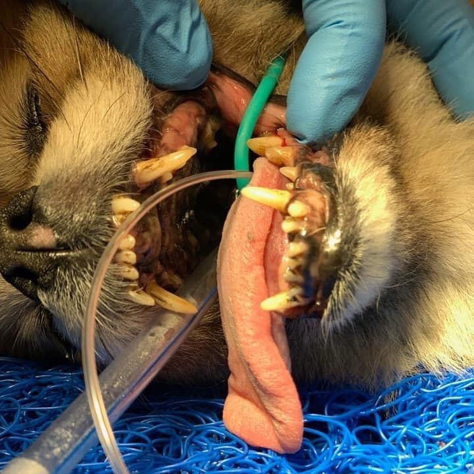 Pandapawsrescue's tweet photo. Pearl is getting her dental today and she’s losing a lot of teeth (obviously). I’m excited for her to have a clean, fresh mouth. In the meantime these are her before pictures…. ￼￼#pandapawsrescue #dental #dogsoftwitter #rescuedog https://t.co/JUfMivoYIZ