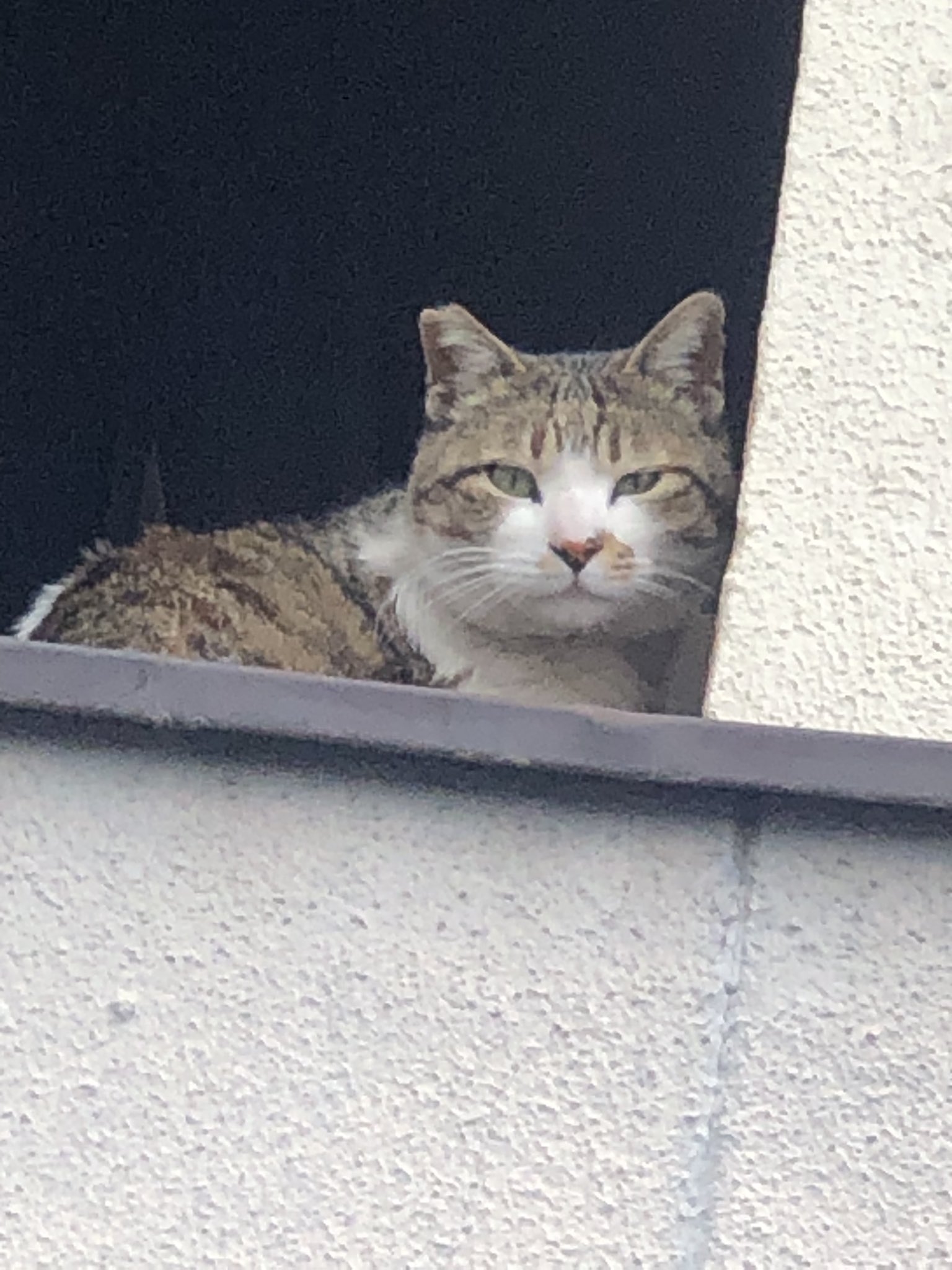 ひだまりぼっこ 猫の相談室 Hidamari Bokko Twitter