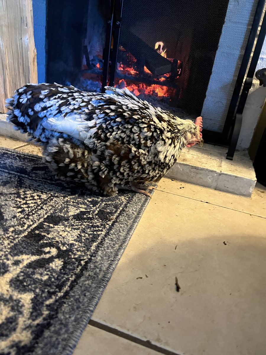 I found Birdie on the floor of the chicken coup paralyzed, dehydrated, and blind. Look at her having a little warmup by the fire this evening.  #chickens #Ilovechickens #chickentherapy #chickenstroke #theycanrecover