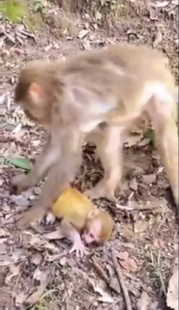 ShashYaazh's tweet photo. This is what happens when these people grow tired of the baby monkeys are they want to shock the Audience. You can’t introduce a baby back into a different troop the odds are immensely going to fail. That is not there babies! #StopMonkeyAbuse https://t.co/5rtSzOH12o