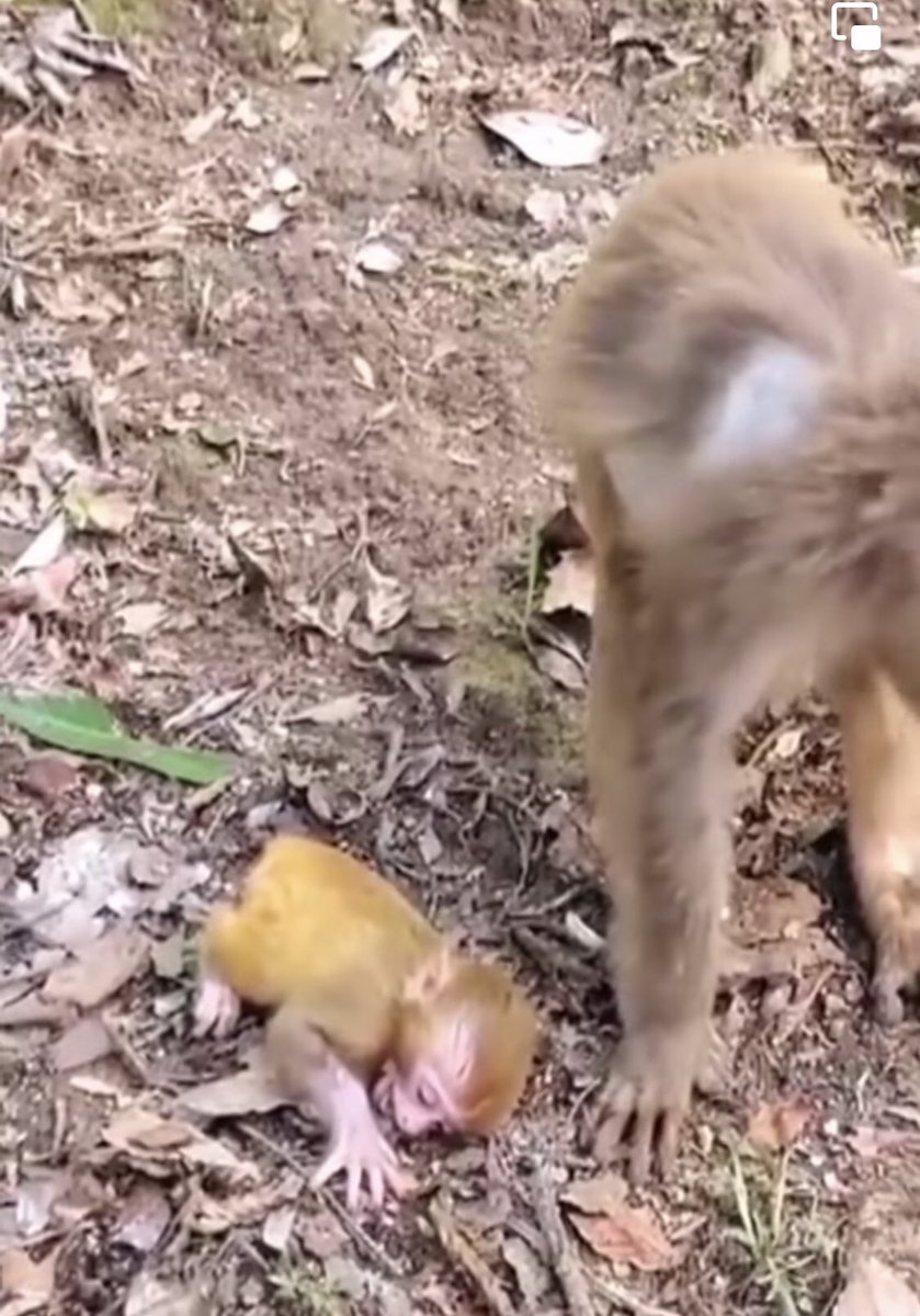 ShashYaazh's tweet photo. This is what happens when these people grow tired of the baby monkeys are they want to shock the Audience. You can’t introduce a baby back into a different troop the odds are immensely going to fail. That is not there babies! #StopMonkeyAbuse https://t.co/5rtSzOH12o