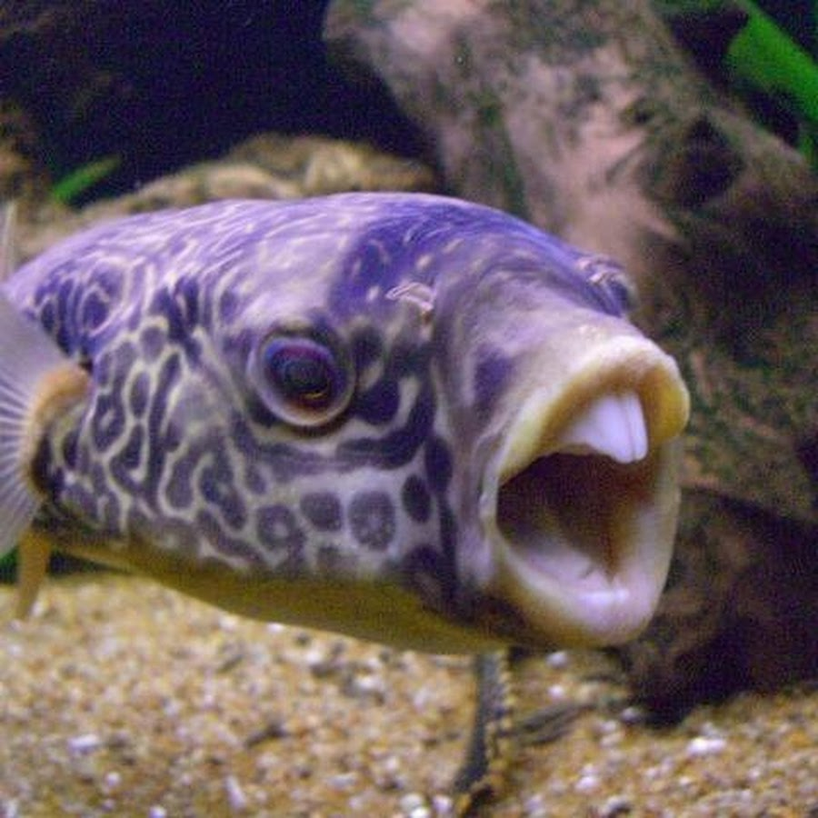 fishinggweekly's tweet photo. first fish of the month https://t.co/GShJ6qkHC2