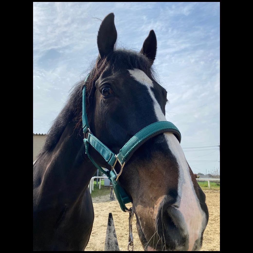 horsmartcom's tweet photo. 【4月オークション上場馬】
馬名:MASARU
年齢:8歳
性別:セン
品種:サラブレッド
紹介ページ:https://t.co/zpZPi2s9tr
#馬 #売り馬 #horse #horsesale #乗馬 #馬術 #horsmart #ホースマート https://t.co/6RvV8BwF76