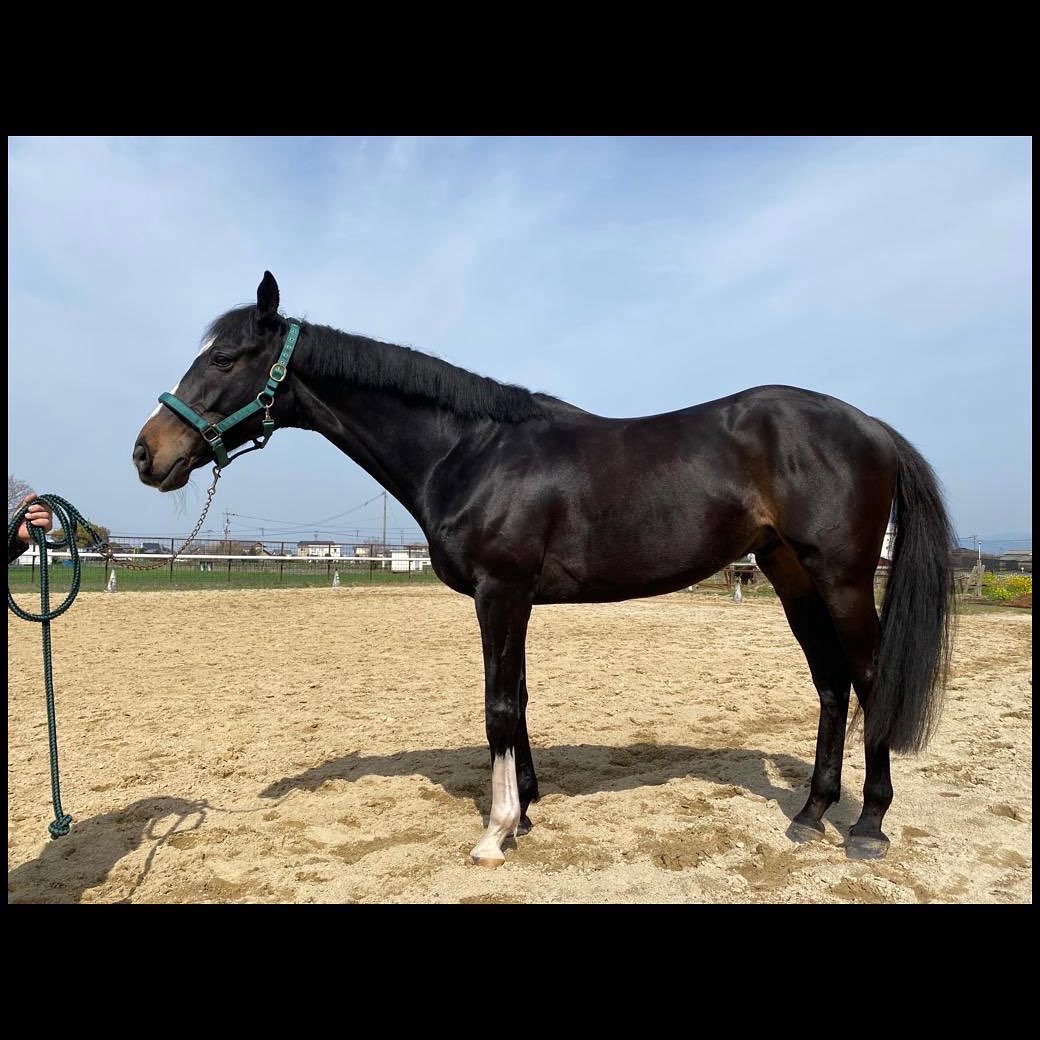 horsmartcom's tweet photo. 【4月オークション上場馬】
馬名:MASARU
年齢:8歳
性別:セン
品種:サラブレッド
紹介ページ:https://t.co/zpZPi2s9tr
#馬 #売り馬 #horse #horsesale #乗馬 #馬術 #horsmart #ホースマート https://t.co/6RvV8BwF76