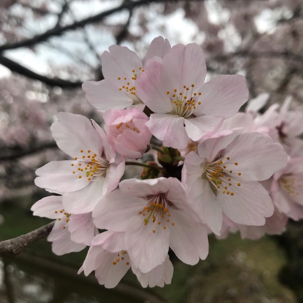 ymurab_45's tweet photo. 本日、津市に「村林法律商標事務所」を解説し、独立開業しました。
引き続き、三重県最年少弁護士として、刑事弁護中心に頑張ります。
偕楽公園の桜は満開です🌸 https://t.co/86Xn5sk9m0