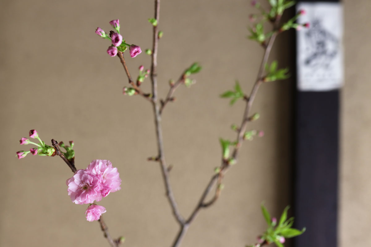 KAZARIYA_okami's tweet photo. 4月になりました！
桜が咲くと、とてもソワソワします🌸
【延長】#きょうと魅力再発見旅プロジェクト
京都府民限定＋要ワクチン接種歴またはPCR検査等の陰性と条件はありますが…月屋でも4月30日宿泊分まで販売中！最大5000円割引＋クーポン2000円分付。
ご予約はこちらから↓
https://t.co/aVludWYCrv https://t.co/HIFUufATGq