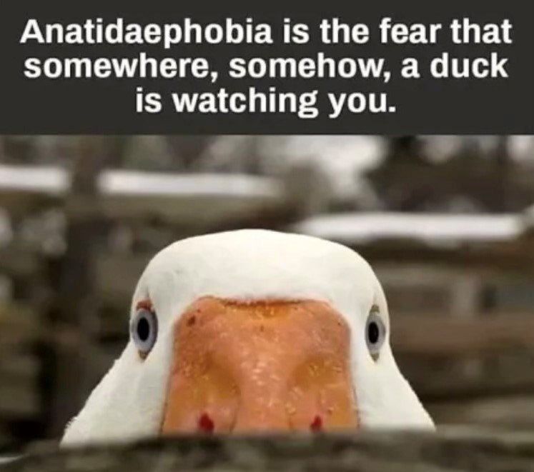 brian_struss's tweet photo. @ally_boyington Hopefully you don't also have anatidaephobia https://t.co/BWawrInlyB