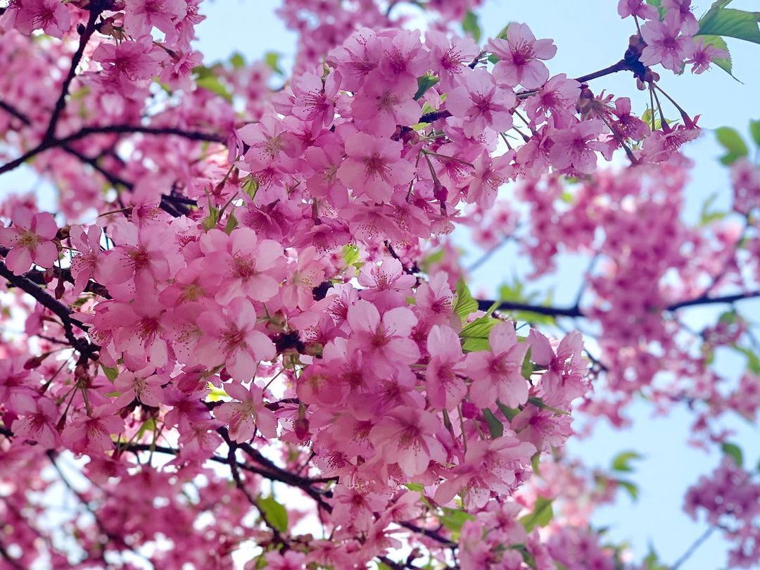 公式 絶景ジャパンｌ日本の絶景 観光地を再発見 旅の目的地選びに 本日の絶景スポットはこちら 東京都 井の頭恩賜公園 井の頭池を中心に約400本の桜が咲き誇る ボートに揺られる花見はここならではの楽しみ方 水面に迫り出す枝ぶりも圧巻です