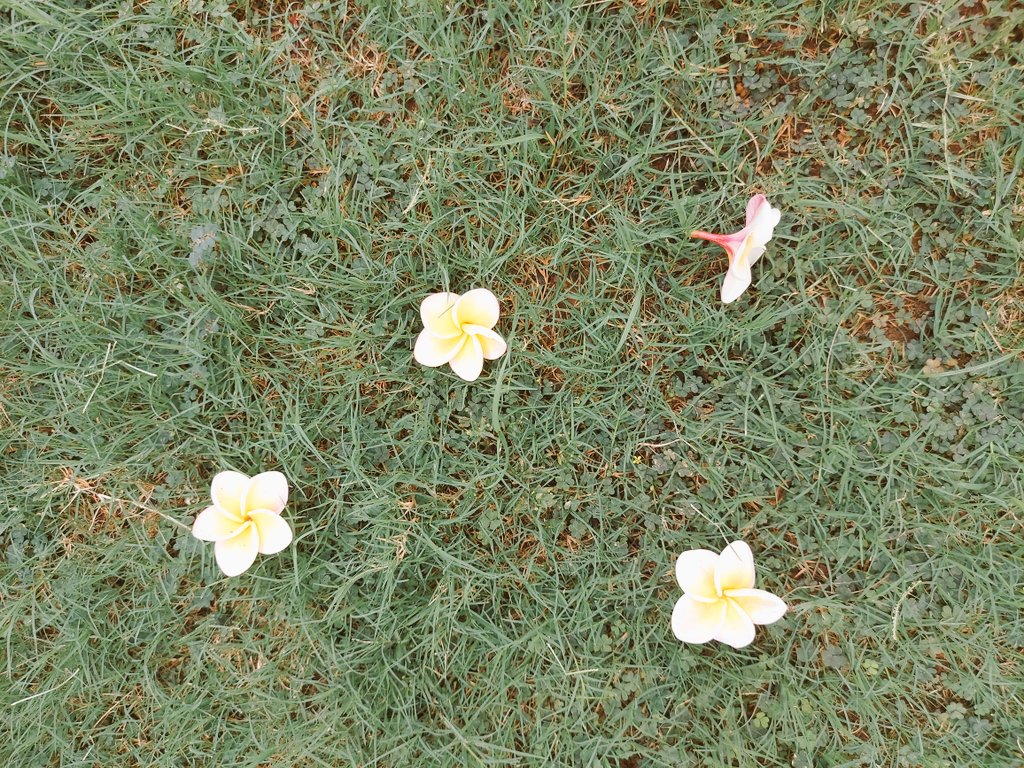 megirish2001's tweet photo. #FridayThoughts
Flowers of the Temple tree fallen on grass also look so pretty  😍
#Spring_Summer https://t.co/qK5TuiWsuP