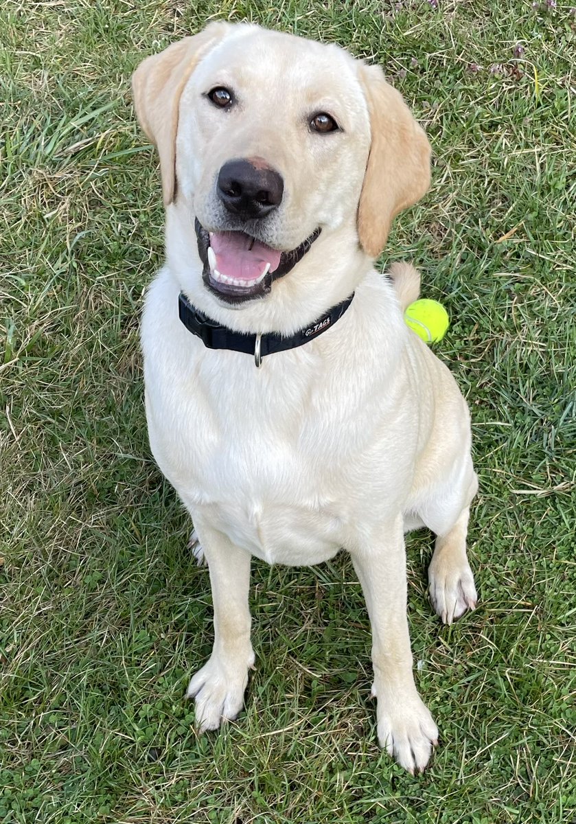 jmunc25two's tweet photo. My girl occasionally takes a good pic. #Cali #dogsoftwitter https://t.co/OjiK490eHr