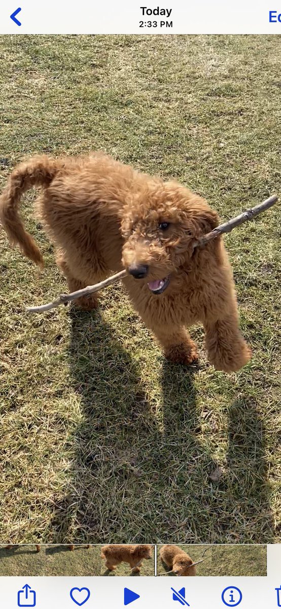 Prancer01862779's tweet image. I love sticks❤️