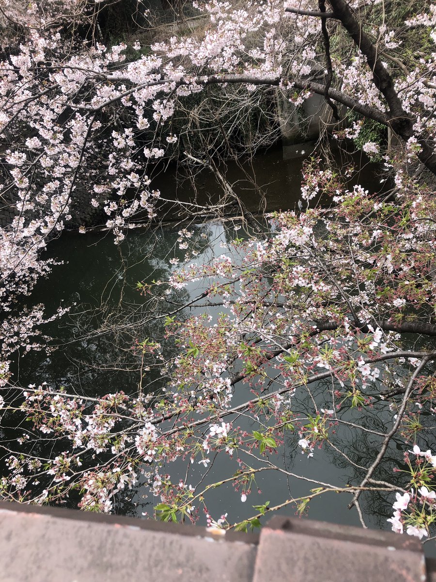 ChefMart5's tweet photo. こんにちは🌞
桜舞い散る中、飯田橋ラムラ前にて営業しております！👨‍🍳
お花見にテイクアウトを是非🌸
山口県フェアも残り僅かとなります☺️

#銀座　#白金　#人形町　#赤坂　#飯田橋　#ランチ　#スパイスカレー　#山口県　#山口県産　#キッチンカー　＃3つ星　#山口県三ツ星セレクション https://t.co/AQnTs33iDQ