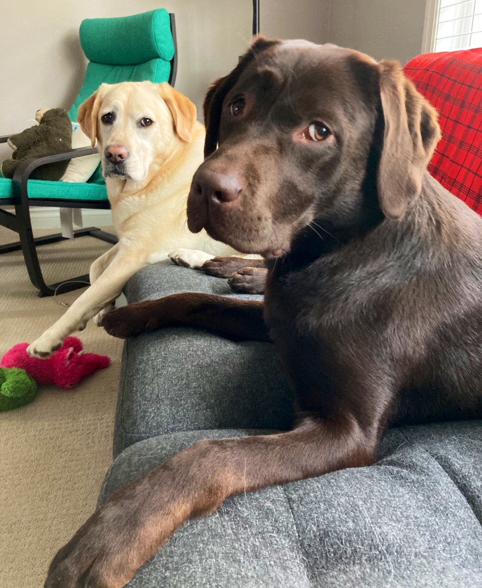 palaeobeth's tweet photo. Additional kudos to these two cousins who played very nice all week because I made them. #BearProbs #StoutProbs
(Alt text: a yellow & chocolate labrador engaged in various antics with a lot of attitude). https://t.co/0YVOcSeiS1