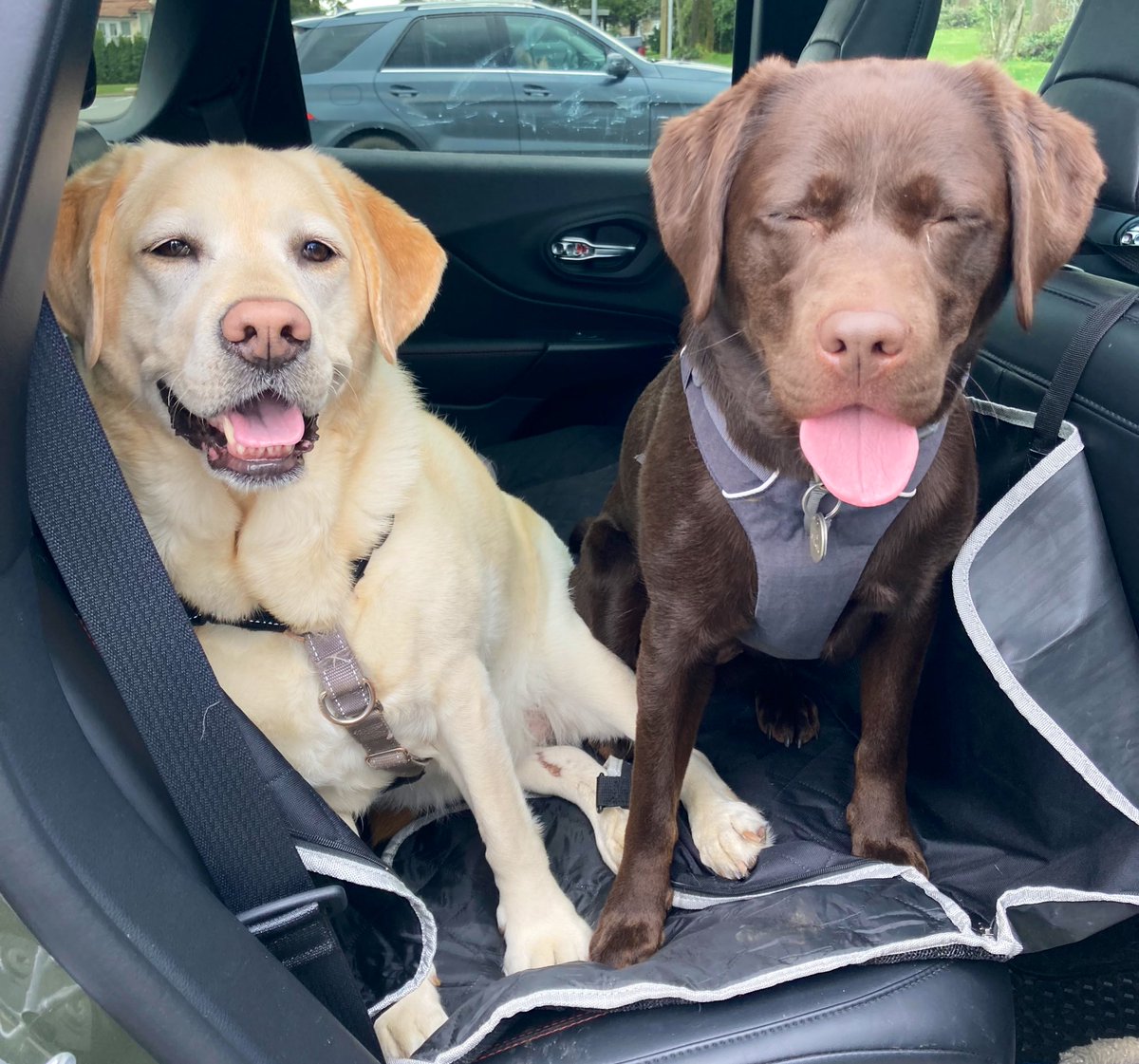 palaeobeth's tweet photo. Additional kudos to these two cousins who played very nice all week because I made them. #BearProbs #StoutProbs
(Alt text: a yellow & chocolate labrador engaged in various antics with a lot of attitude). https://t.co/0YVOcSeiS1