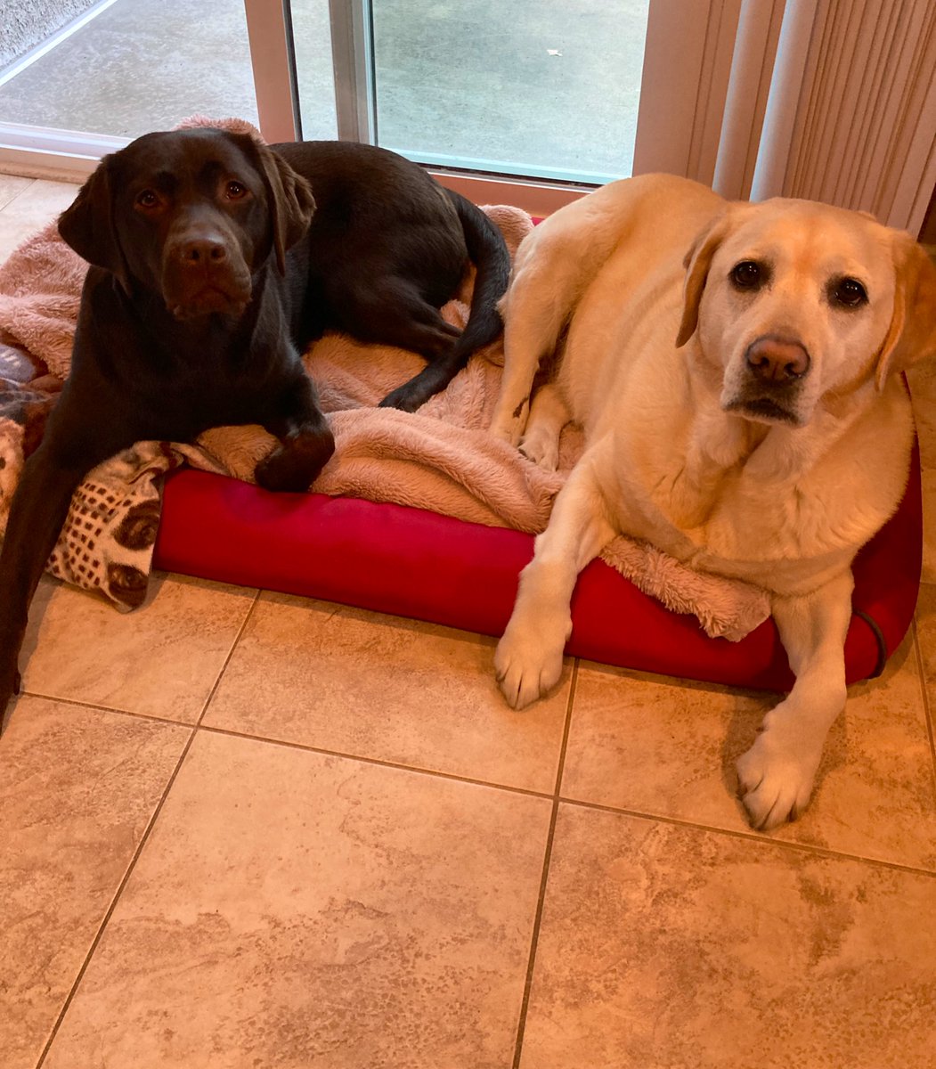 palaeobeth's tweet photo. Additional kudos to these two cousins who played very nice all week because I made them. #BearProbs #StoutProbs
(Alt text: a yellow & chocolate labrador engaged in various antics with a lot of attitude). https://t.co/0YVOcSeiS1