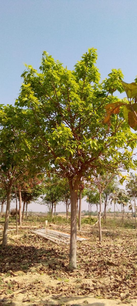 prabhatmisra's tweet photo. Today is #1stApril. #Make1stAprilCoolNotFool.
World is passing through
#6thMassExtinction. #TakeAStepForBetterFuture. Do #plantation, take #CareAfterPlantation, and act #ForNature & #EcosystemRestoration.
https://t.co/sS9qyMHUOG #AprilCoolNotFool
(@ErikSolheim @anshul_tewari) https://t.co/LY0jrc9qW2